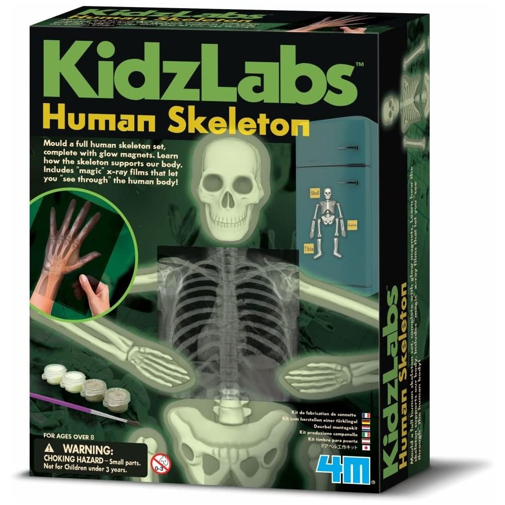 4M - KidzLabs Squelette Humain