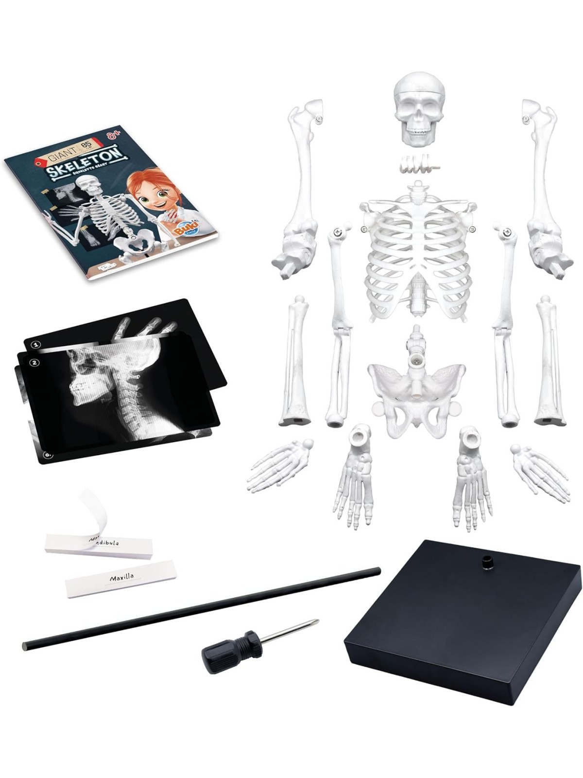 Buki – Grosses Skelett 85 cm